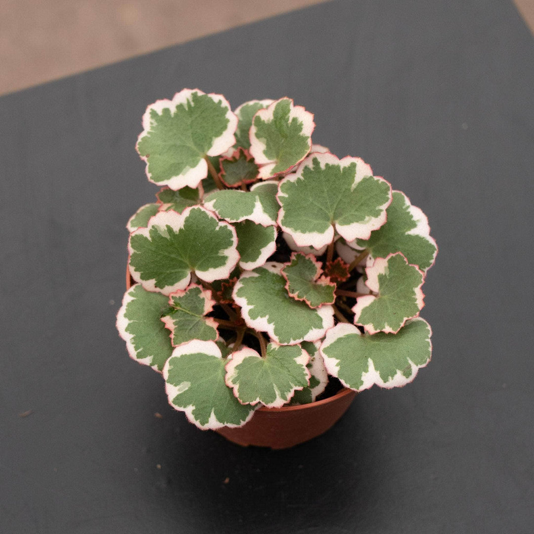 Gabriella Plants Indoor & Outdoor Plants 4" Saxifraga stolonifera variegata "Strawberry Begonia Variegated"