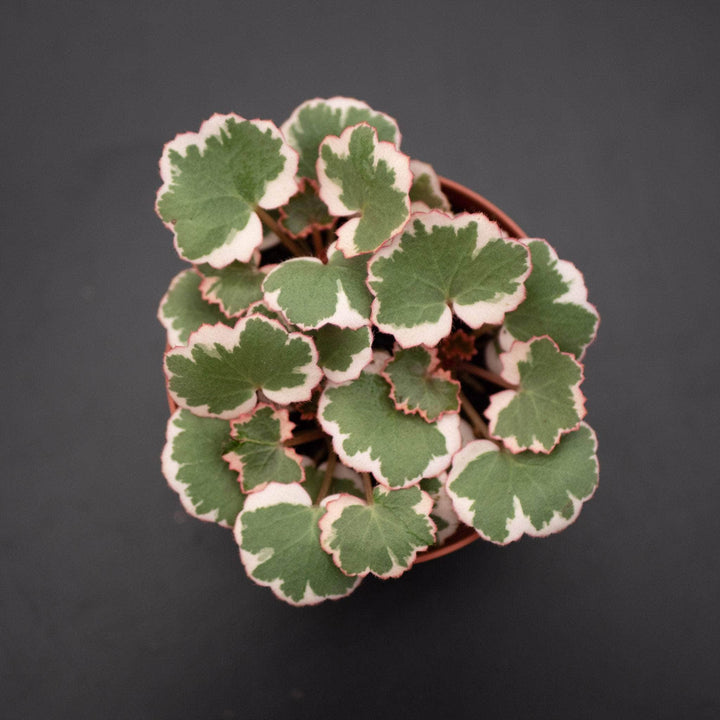 Gabriella Plants Indoor & Outdoor Plants 4" Saxifraga stolonifera variegata "Strawberry Begonia Variegated"