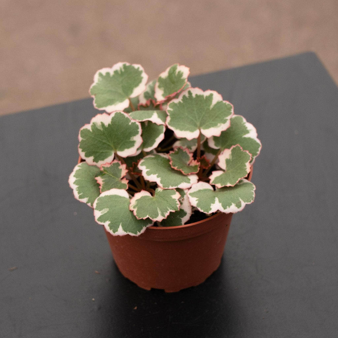 Gabriella Plants Indoor & Outdoor Plants 4" Saxifraga stolonifera variegata "Strawberry Begonia Variegated"