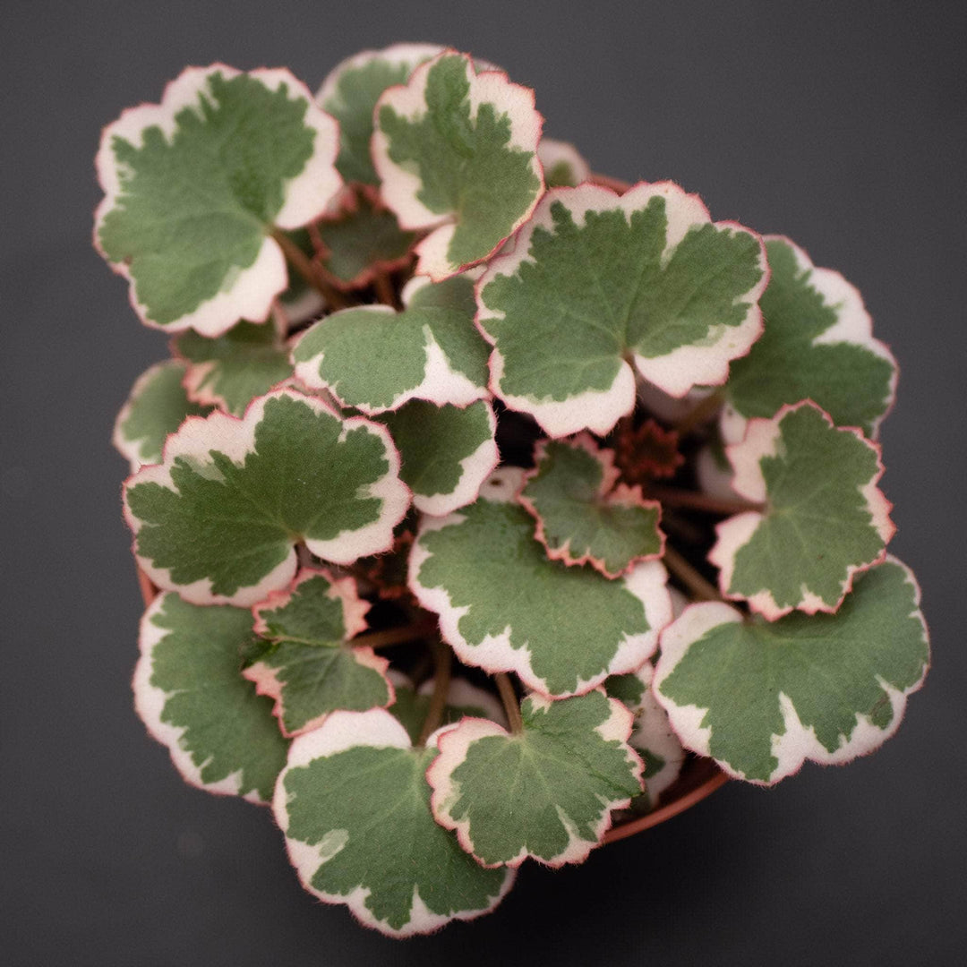 Gabriella Plants Indoor & Outdoor Plants 4" Saxifraga stolonifera variegata "Strawberry Begonia Variegated"