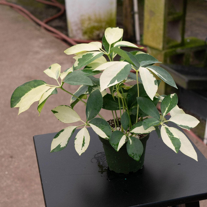 Gabriella Plants 4" Schefflera arboricola 'Dazzle'