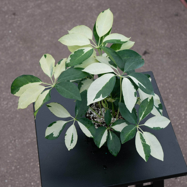 Gabriella Plants 4" Schefflera arboricola 'Dazzle'