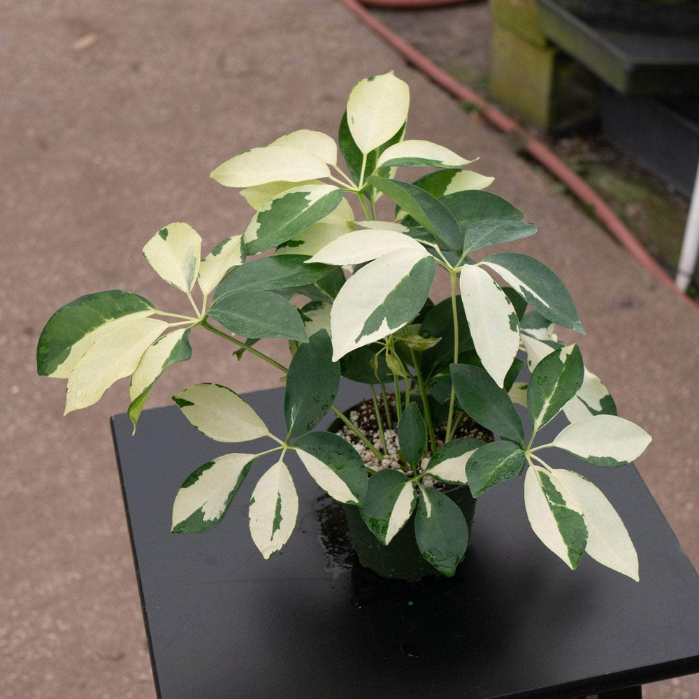 Gabriella Plants 4" Schefflera arboricola 'Dazzle'