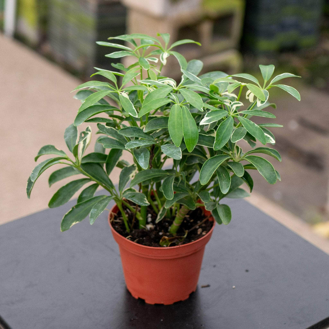 Gabriella Plants Other 4" Schefflera arboricola 'Moondrop'