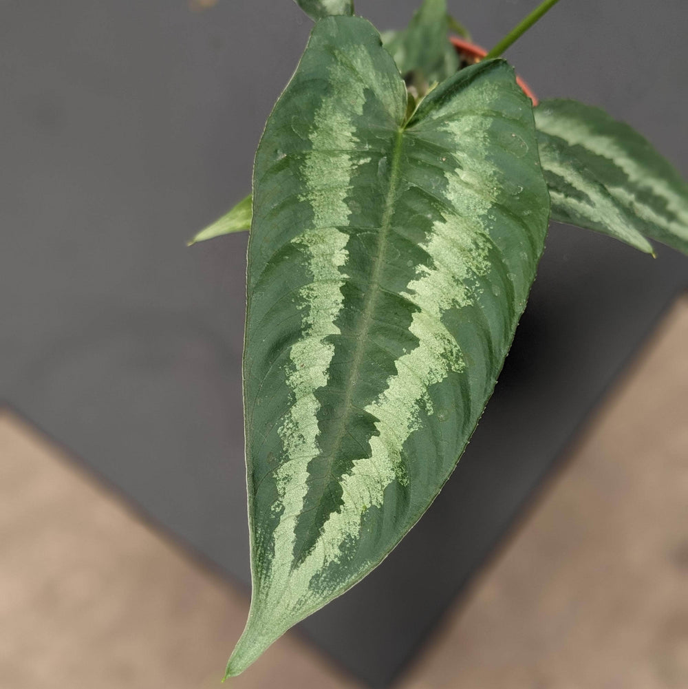 Gabriella Plants Aroid 4" Schismatoglottis wallichii