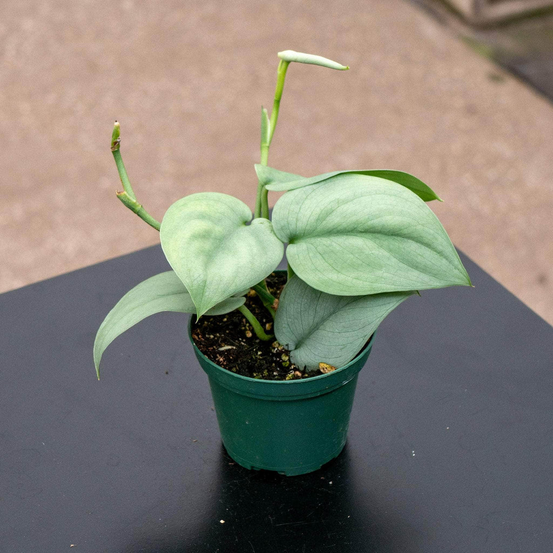 Gabriella Plants Scindapsus 3" Scindapsus pictus 'Platinum‘