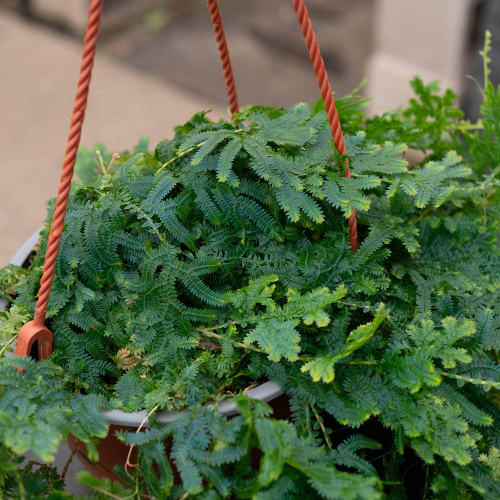 Gabriella Plants Fern 6" Selaginella uncinata 'Rainbow Fern'