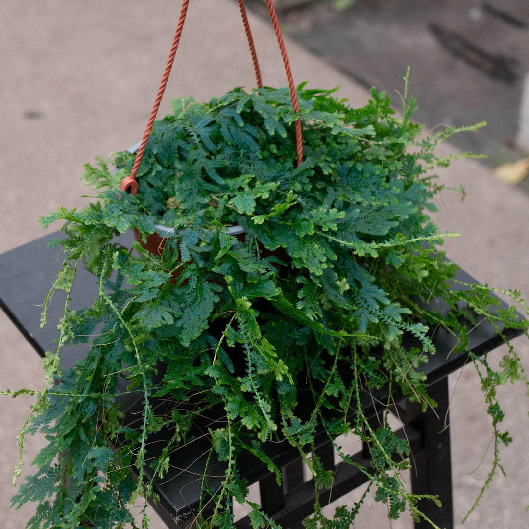 Gabriella Plants Fern 6" Selaginella uncinata 'Rainbow Fern'