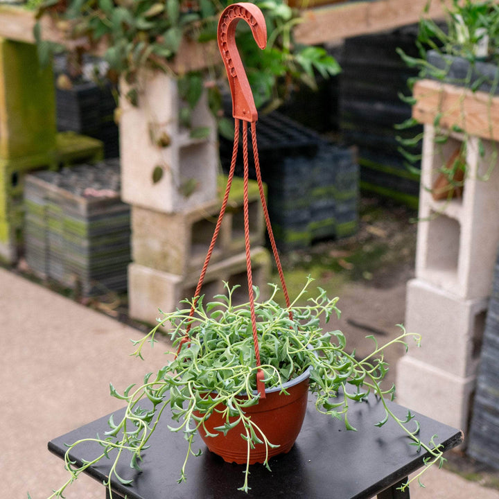 Gabriella Plants such 6" Senecio peregrinus "String of Dolphins"