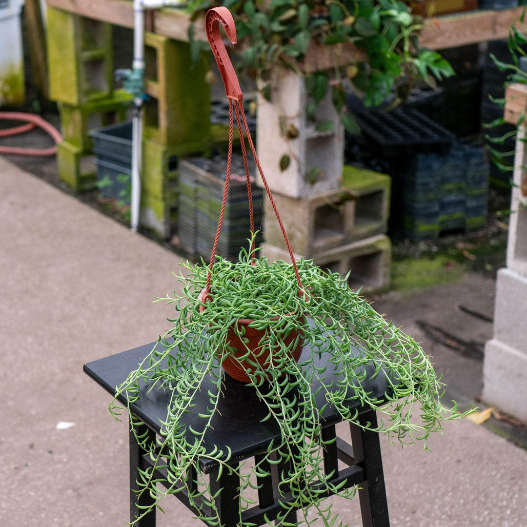 Gabriella Plants Succulent 6" Senecio radicans 'String of Bananas'