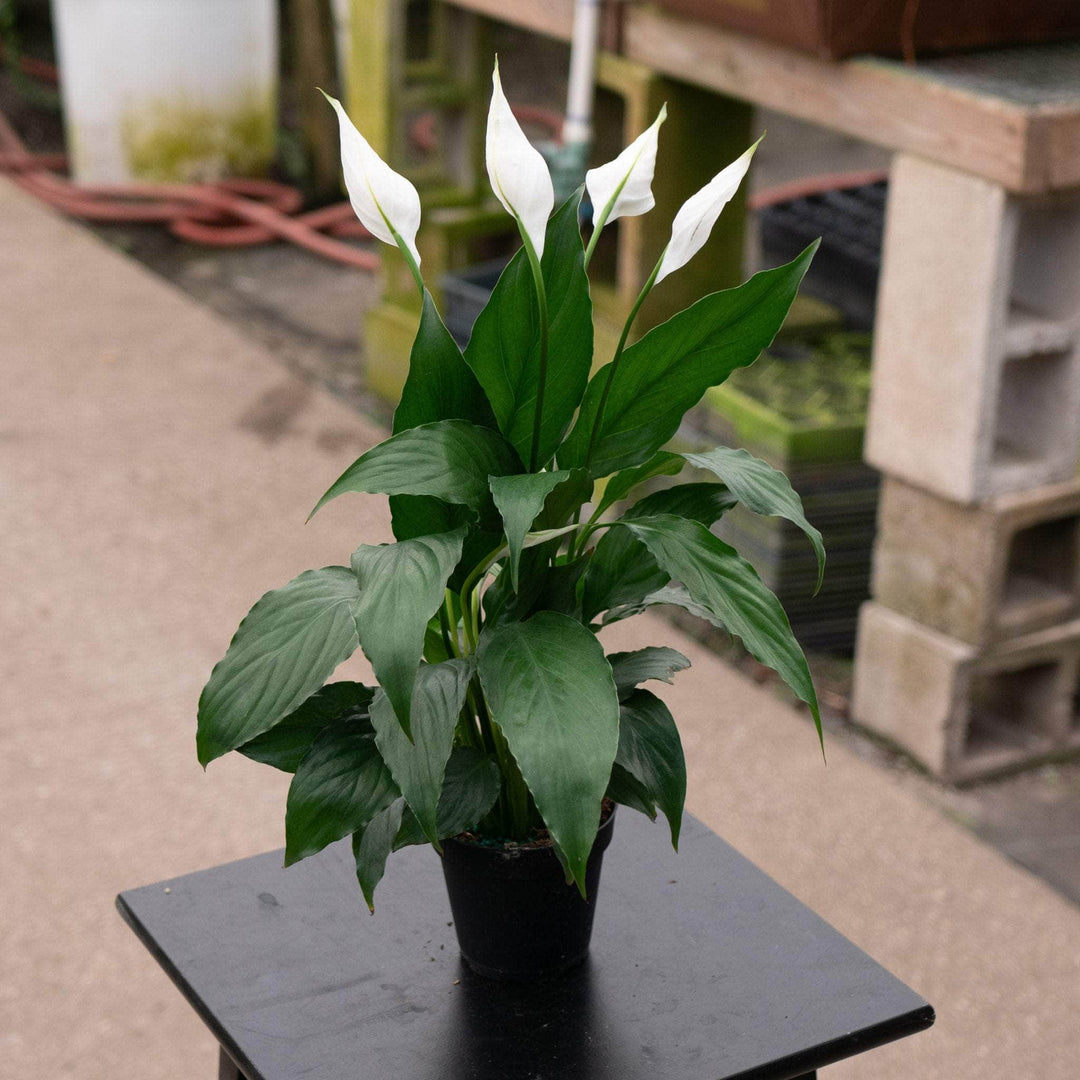 Gabriella Plants Spathiphyllum 4" Spathiphyllum 'Flower Bunch'