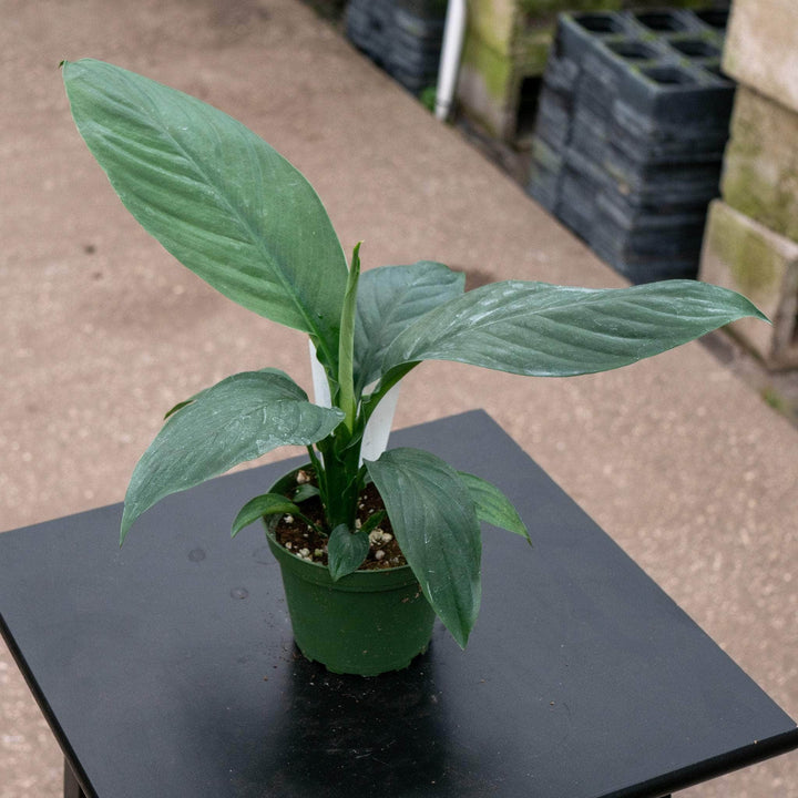 Gabriella Plants Spathiphyllum 4" Spathiphyllum ‘Sensation’