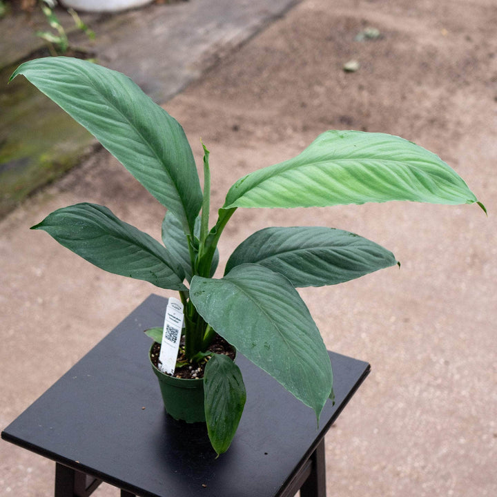 Gabriella Plants Spathiphyllum 4" Spathiphyllum ‘Sensation’