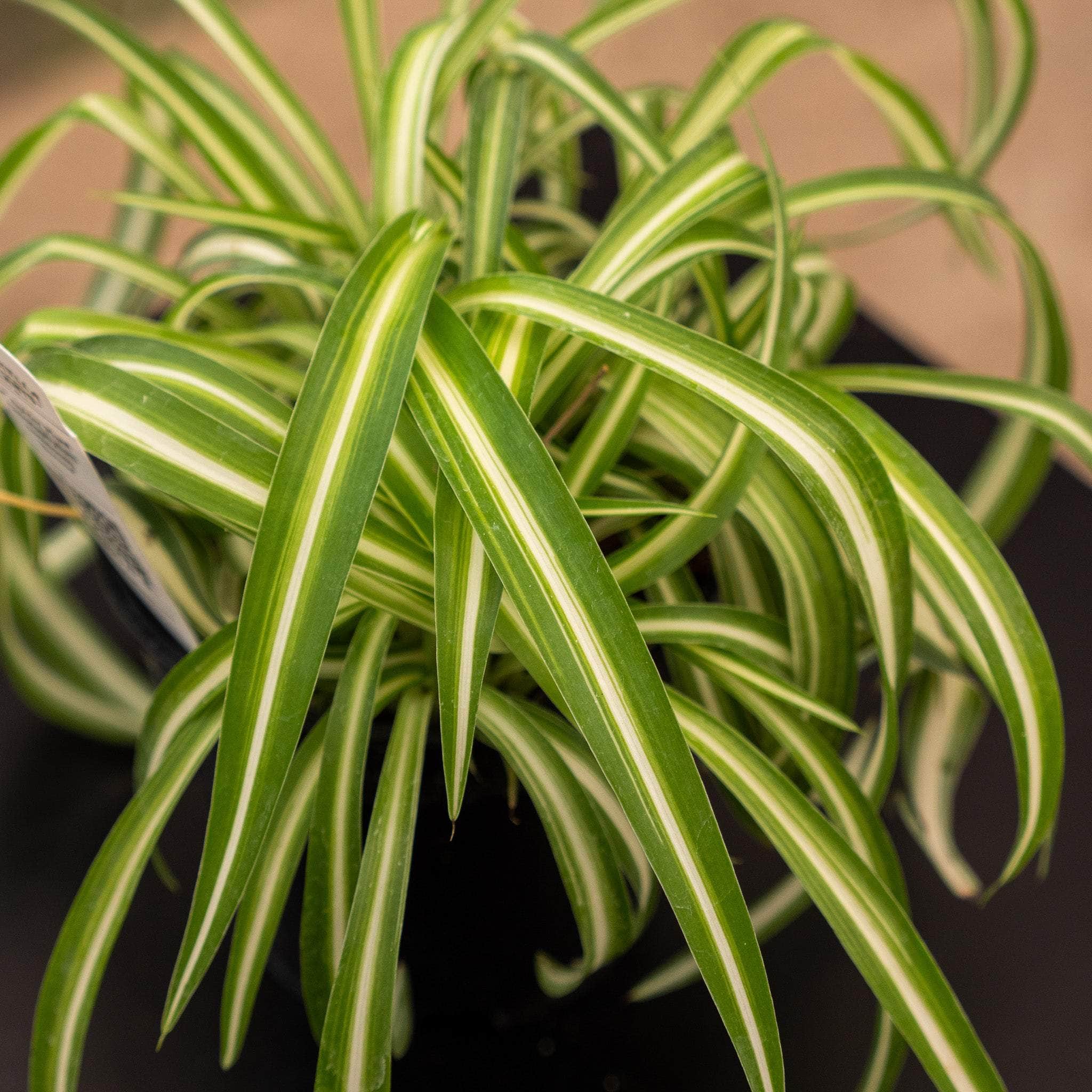 Spider Plant Chlorophytum comosum - Gabriella Plants