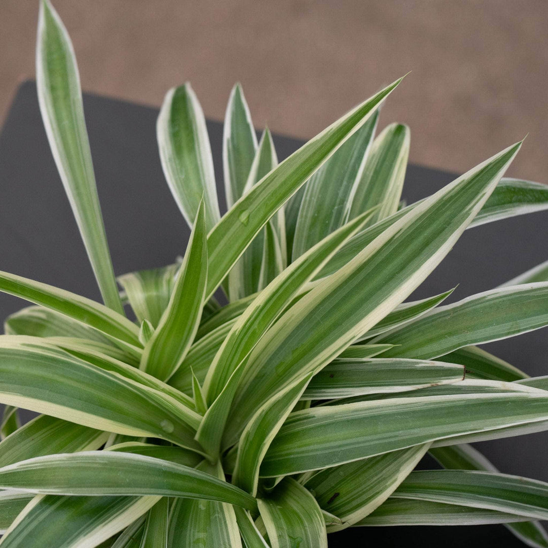 Gabriella Plants Other Spider Plant Chlorophytum comosum