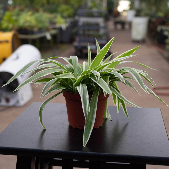 Gabriella Plants Other Spider Plant Chlorophytum comosum