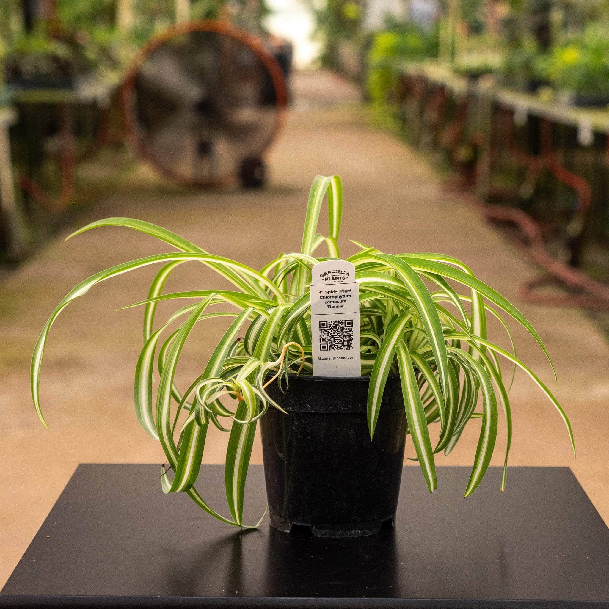Chlorophytum comosum (Hawaiian Spider Plant)