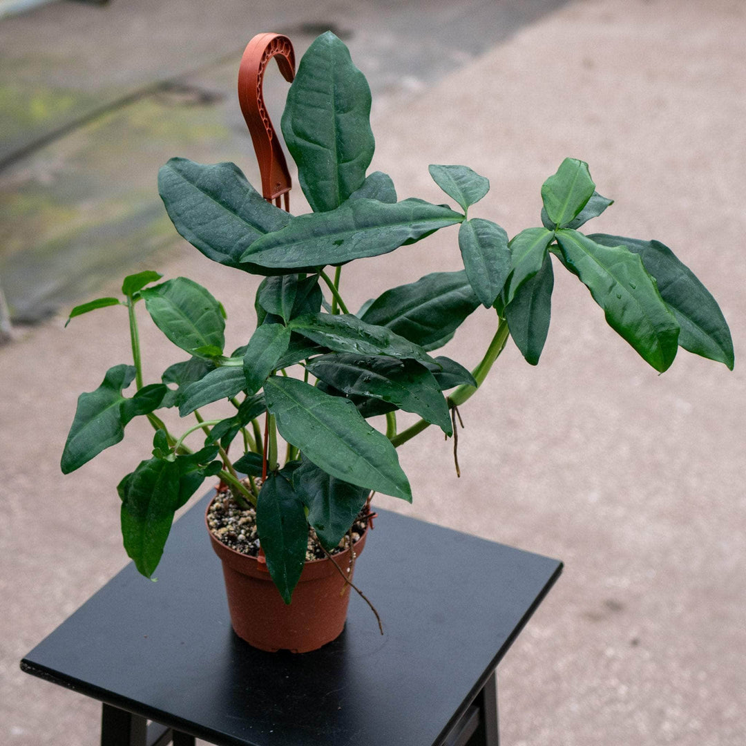 Gabriella Plants Syngonium 5" Syngonium auritum