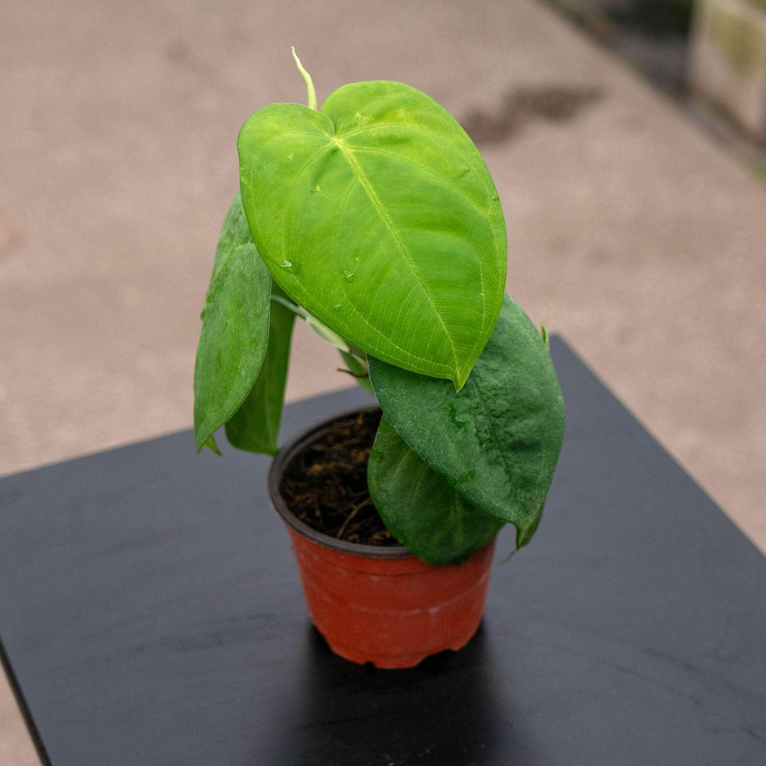 Gabriella Plants Syngonium Syngonium macrophyllum 'Ice Frost'