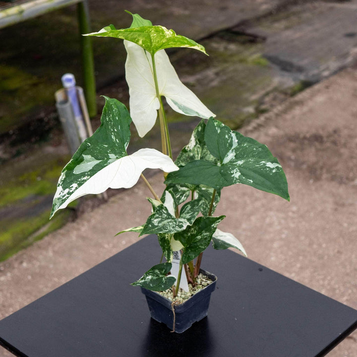 Gabriella Plants Syngonium 3" Syngonium podophyllum albo variegata