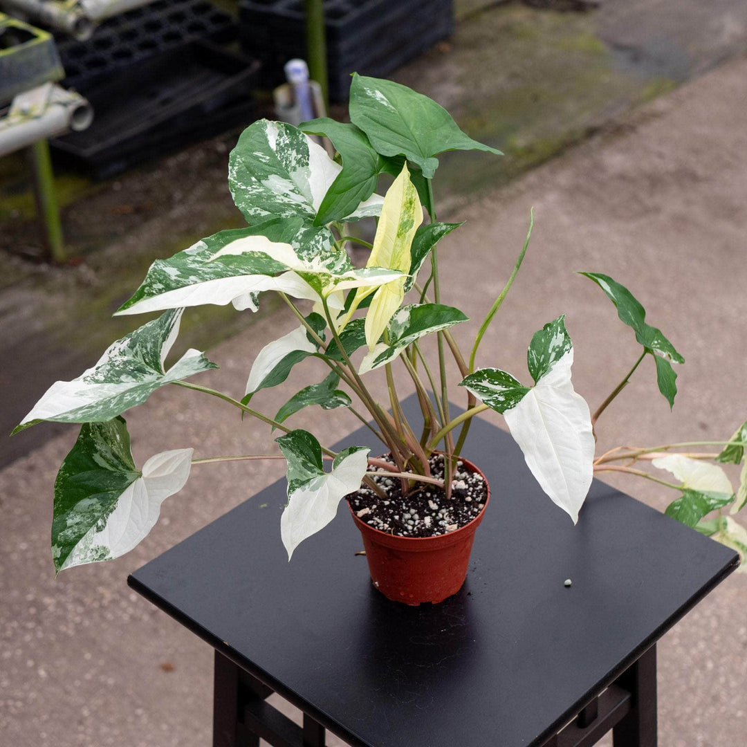 Gabriella Plants Syngonium Syngonium podophyllum albo variegata