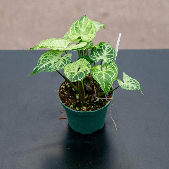 Gabriella Plants Syngonium 3" Syngonium podophyllum 'Batik'