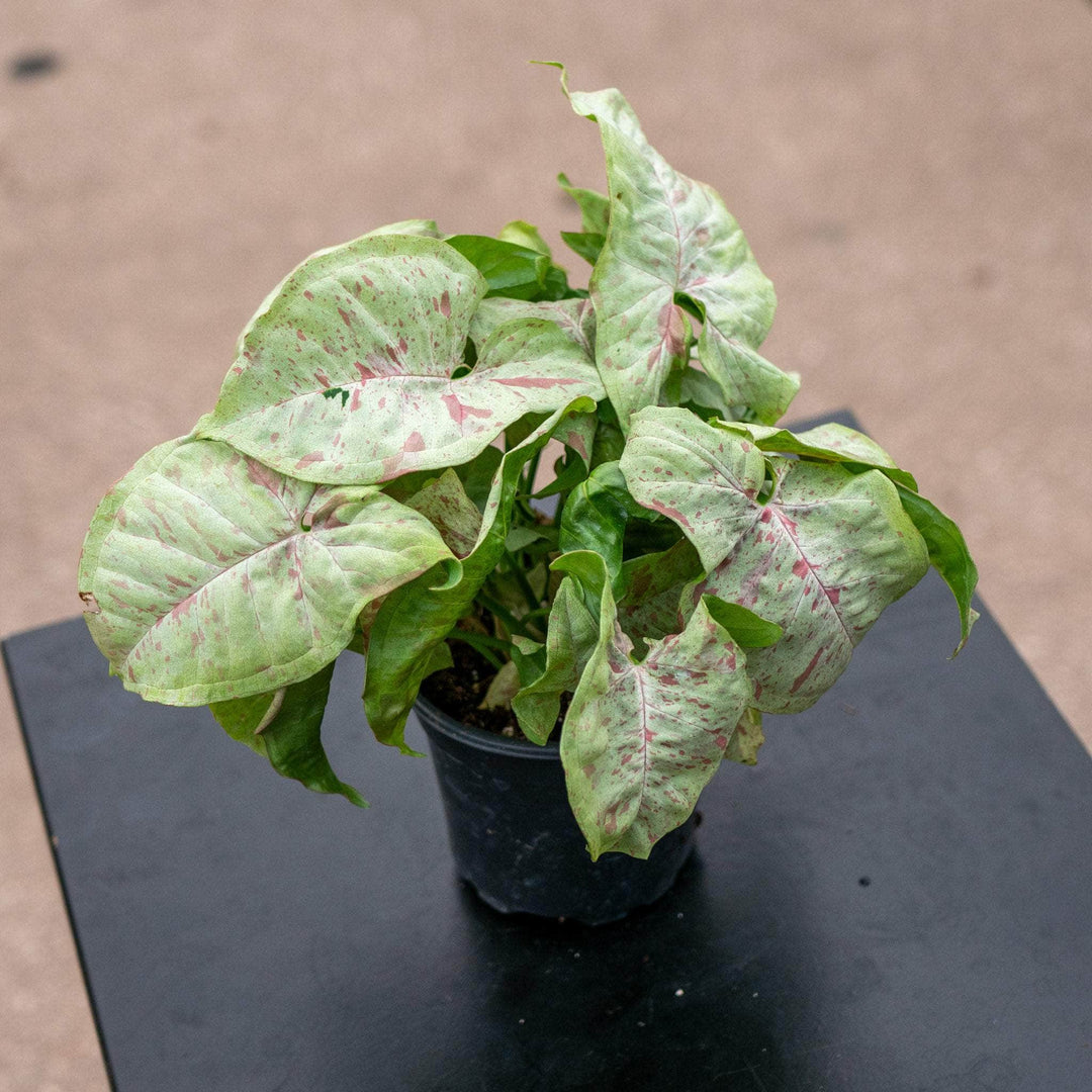 Gabriella Plants Syngonium 4" Syngonium podophyllum 'Milk Confetti'