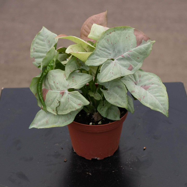 Gabriella Plants Syngonium 4" Syngonium podophyllum 'Milk Confetti'