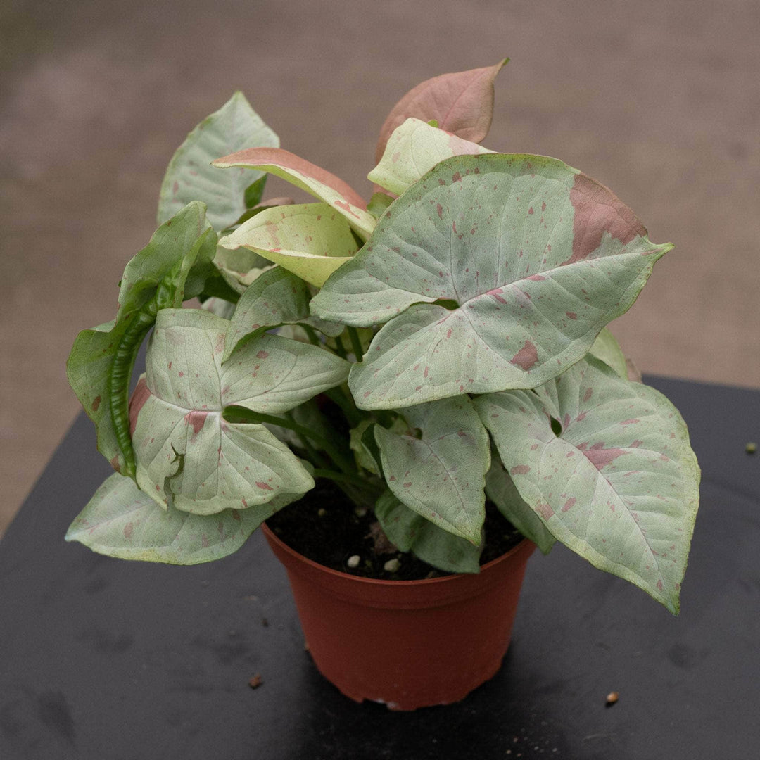 Gabriella Plants Syngonium 4" Syngonium podophyllum 'Milk Confetti'