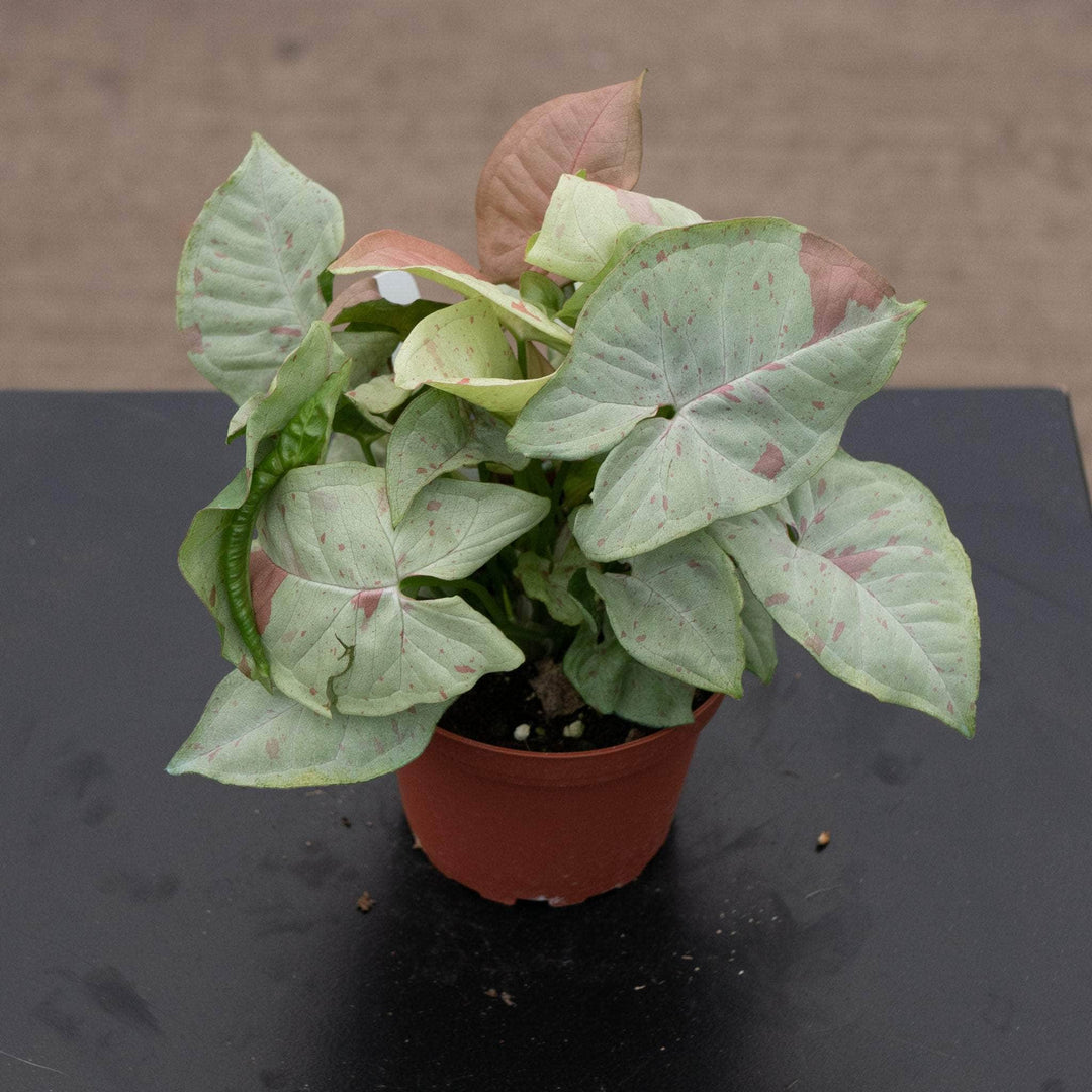 Gabriella Plants Syngonium 4" Syngonium podophyllum 'Milk Confetti'