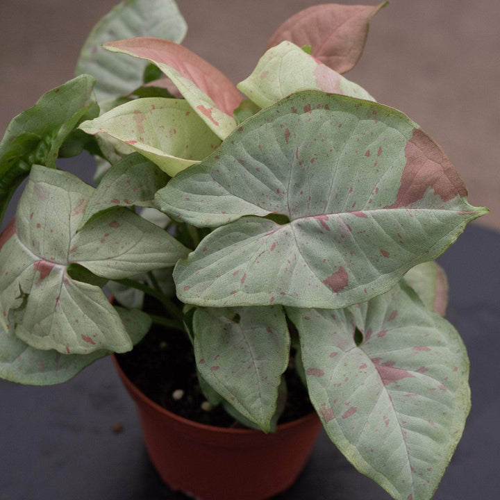 Gabriella Plants Syngonium 4" Syngonium podophyllum 'Milk Confetti'