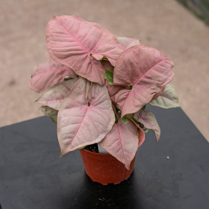 Gabriella Plants Syngonium 4" Syngonium podophyllum 'Neon Robusta'