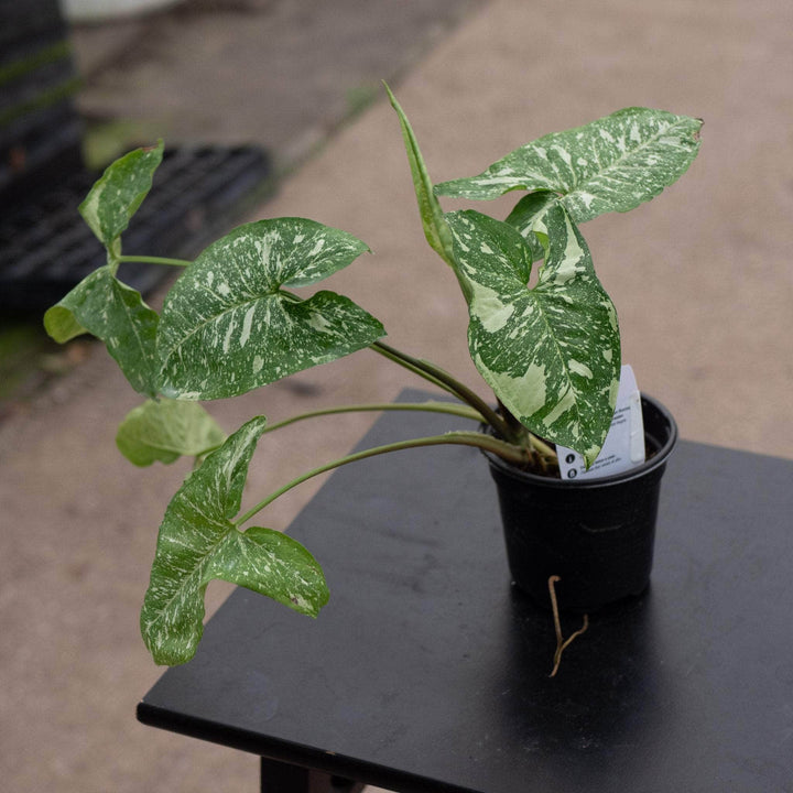 Gabriella Plants Syngonium 4" Syngonium podophyllum 'Panda'