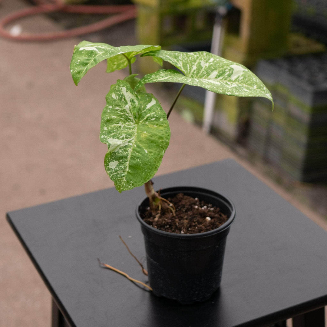 Gabriella Plants Syngonium 4" Syngonium podophyllum 'Panda'