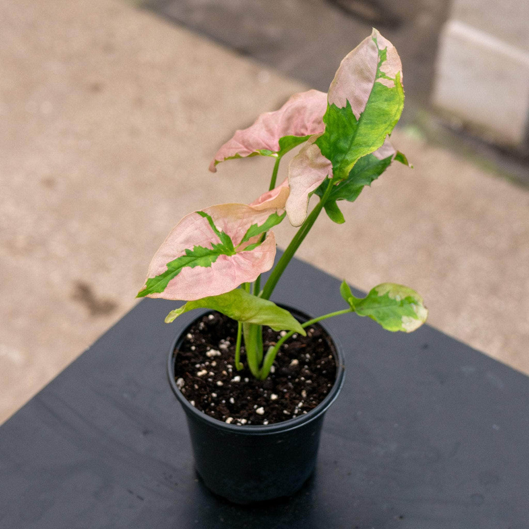 Gabriella Plants Syngonium 4" Syngonium podophyllum ‘Pink Lava’