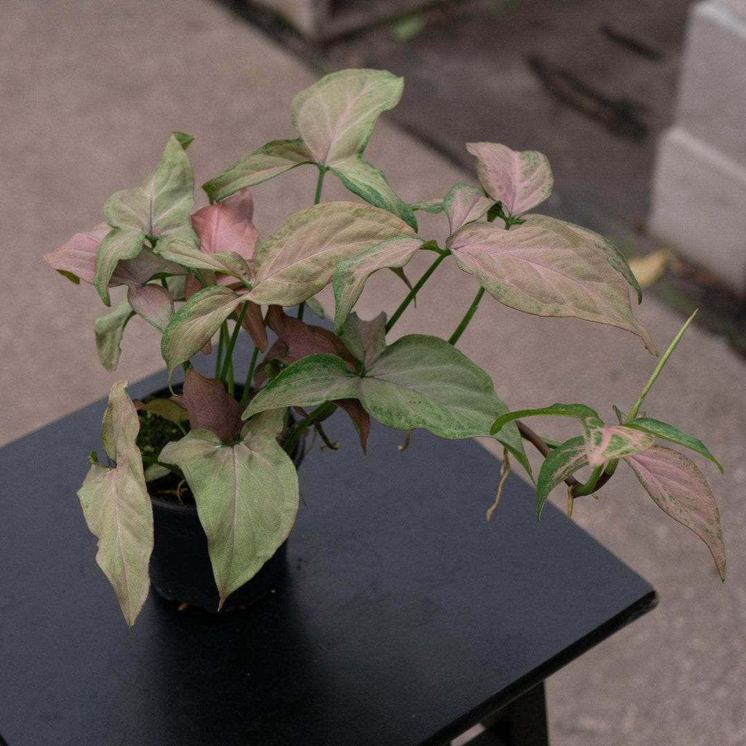 Gabriella Plants Syngonium 4" Syngonium podophyllum 'Pink Perfection'