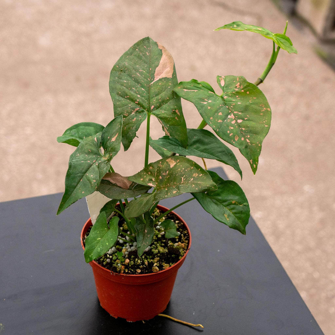 Gabriella Plants Syngonium 4" Syngonium podophyllum 'Pink Splash'