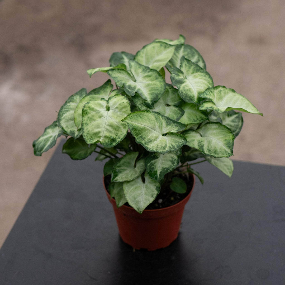 Gabriella Plants Syngonium 4" Syngonium podophyllum 'Pixie'