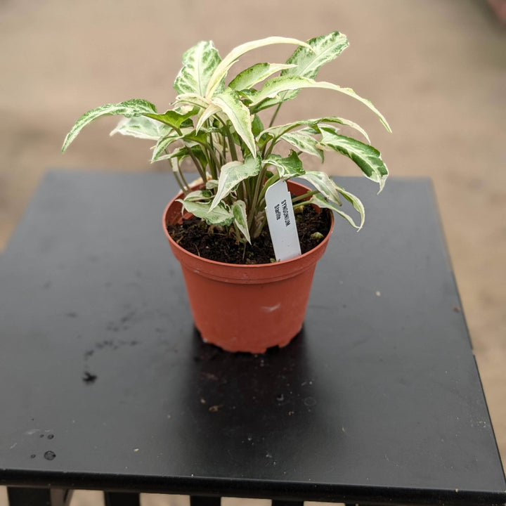 Gabriella Plants Syngonium 4” Syngonium podophyllum 'Starlite"