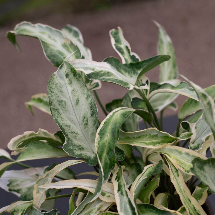 Gabriella Plants Syngonium 4” Syngonium podophyllum 'Starlite"