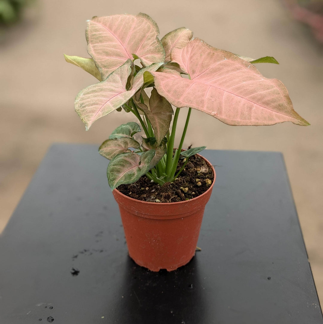 Gabriella Plants Syngonium 4" Syngonium podophyllum 'Strawberry Cream'