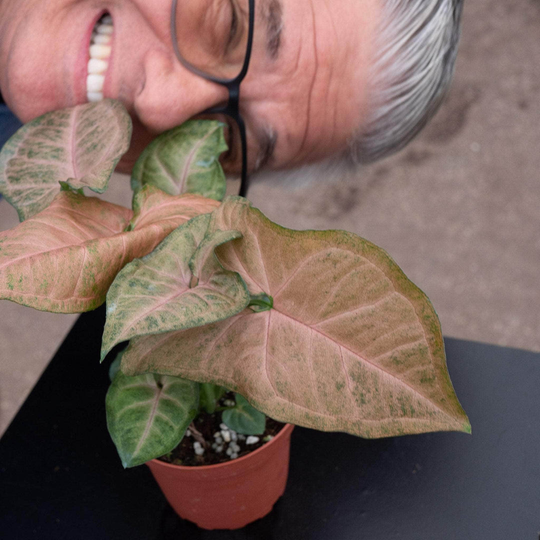 Gabriella Plants Syngonium 4" Syngonium podophyllum 'Strawberry Cream'