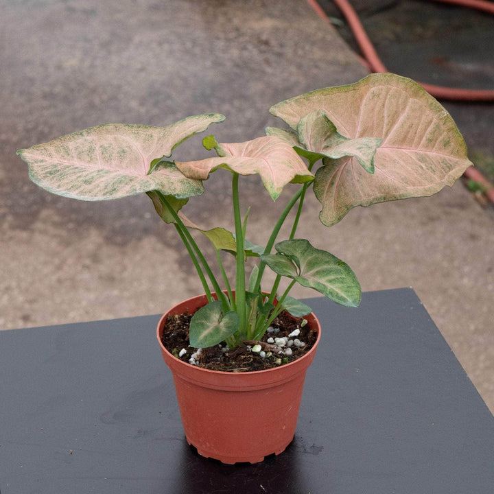 Gabriella Plants Syngonium 4" Syngonium podophyllum 'Strawberry Cream'