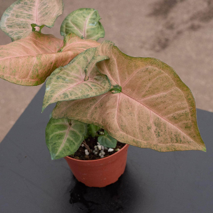 Gabriella Plants Syngonium 4" Syngonium podophyllum 'Strawberry Cream'