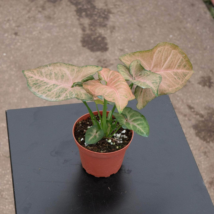 Gabriella Plants Syngonium 4" Syngonium podophyllum 'Strawberry Cream'