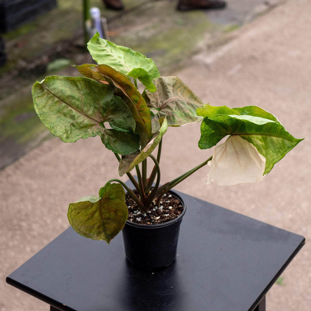 Gabriella Plants Syngonium 4" Syngonium podophyllum 'Strawberry Ice'