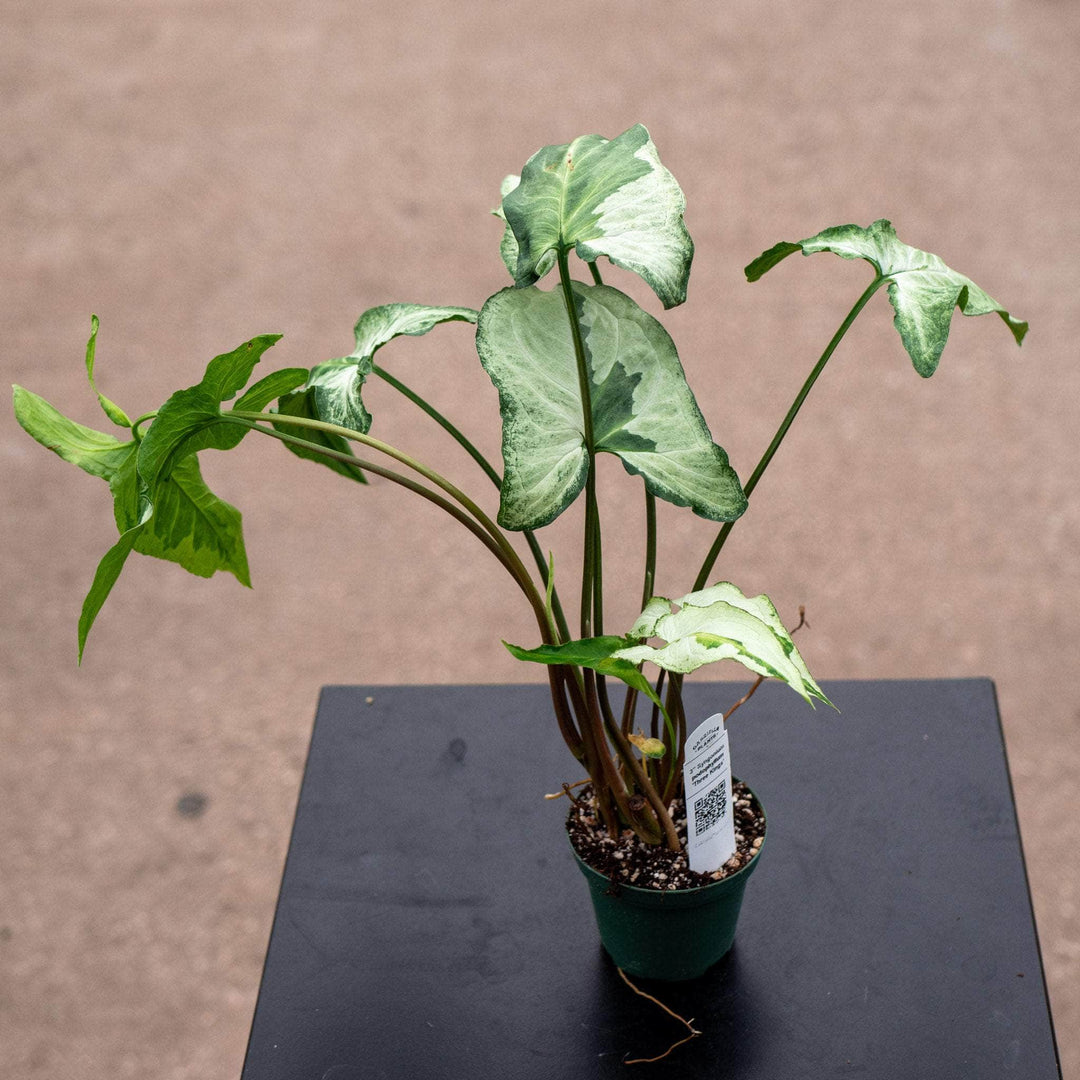 Gabriella Plants Syngonium 3" Syngonium podophyllum 'Three Kings'