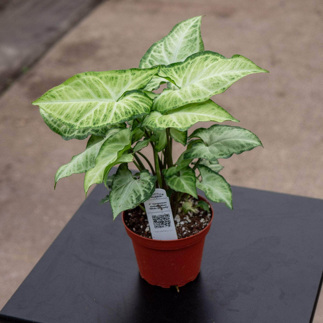 Gabriella Plants Syngonium 4" Syngonium podophyllum 'White Butterfly'