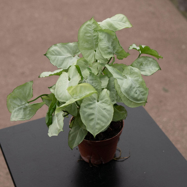 Gabriella Plants Syngonium 4" Syngonium podophyllum 'White Butterfly'