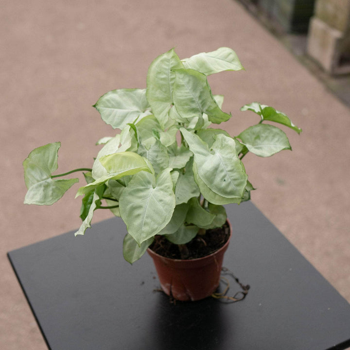 Gabriella Plants Syngonium Syngonium podophyllum 'White Butterfly'